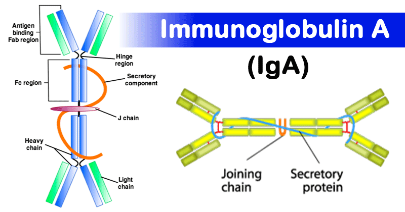 Immunoglobulin A