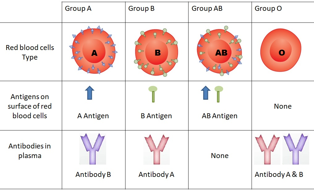 Blood Group And Crossmatch