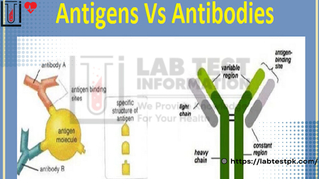 Antigen Vs Antibody Difference 8812