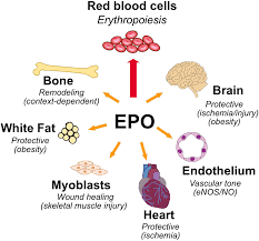 Erythropoietin