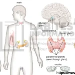 Hormones and it’s classification