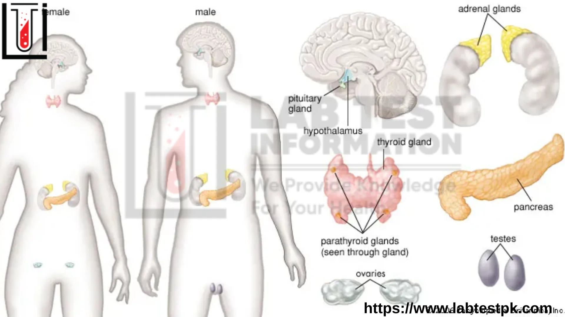 Hormones Definition