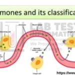 Hormones classification