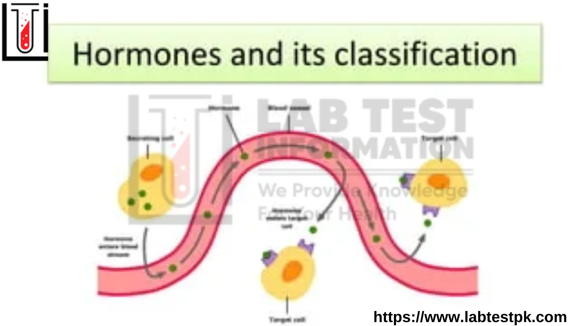 Hormones classification